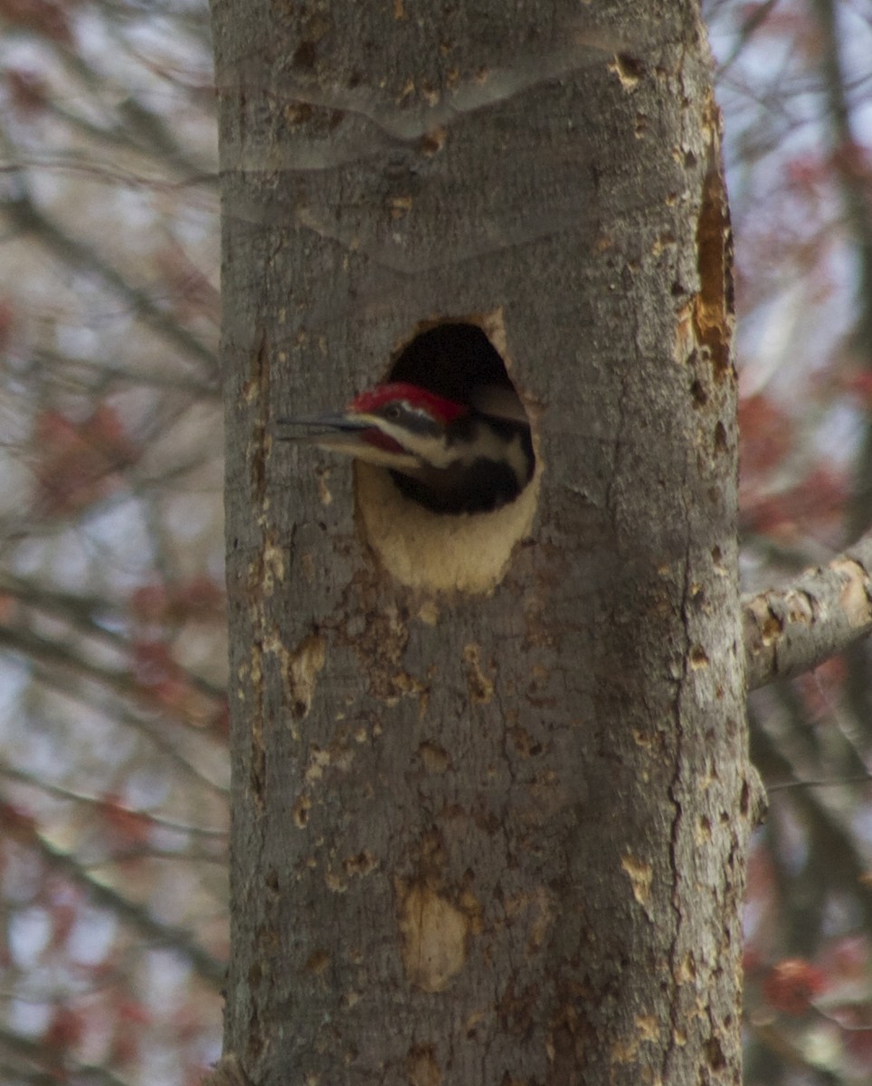 Pileated Woodpecker - ML56963401