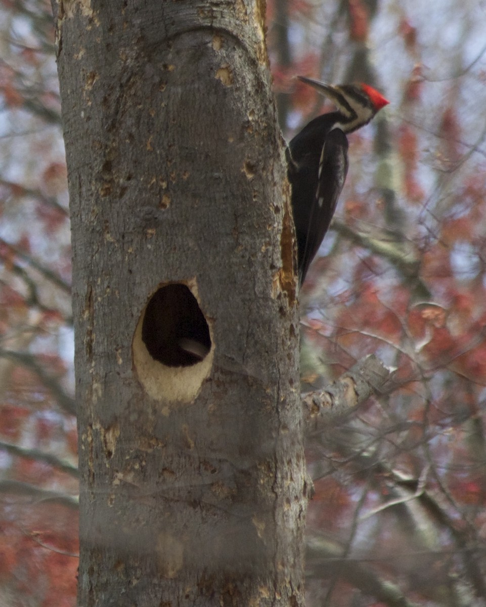 Pileated Woodpecker - ML56963421