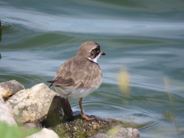 Semipalmated Plover - ML569645421