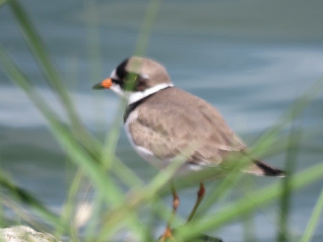 Semipalmated Plover - ML569645591