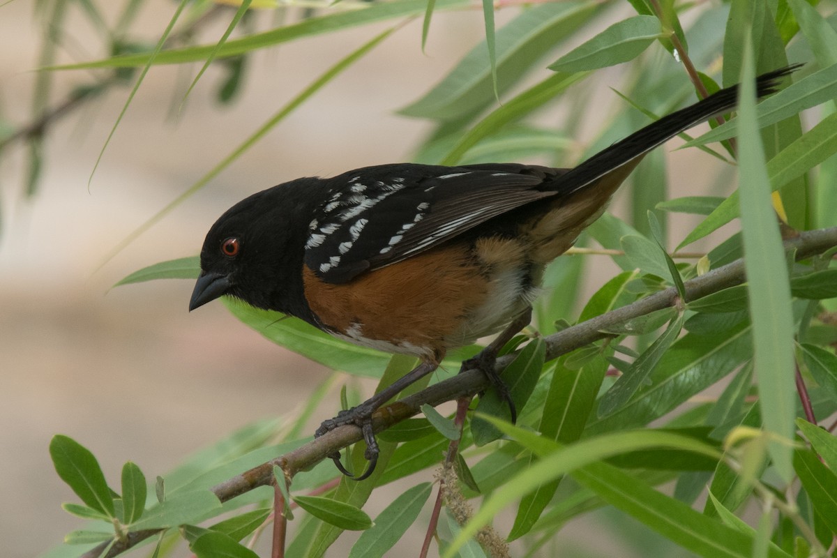 Spotted Towhee - ML56964611