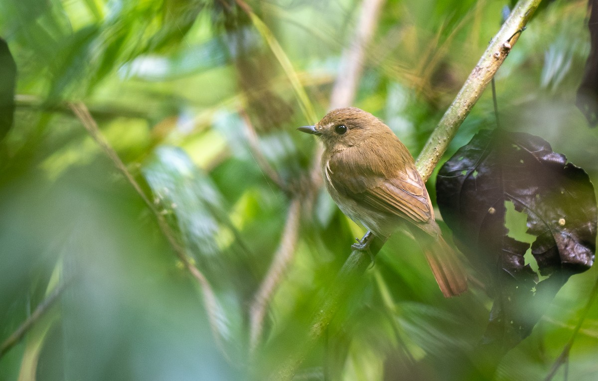 Chestnut-tailed Jungle Flycatcher (Philippine) - ML569647211