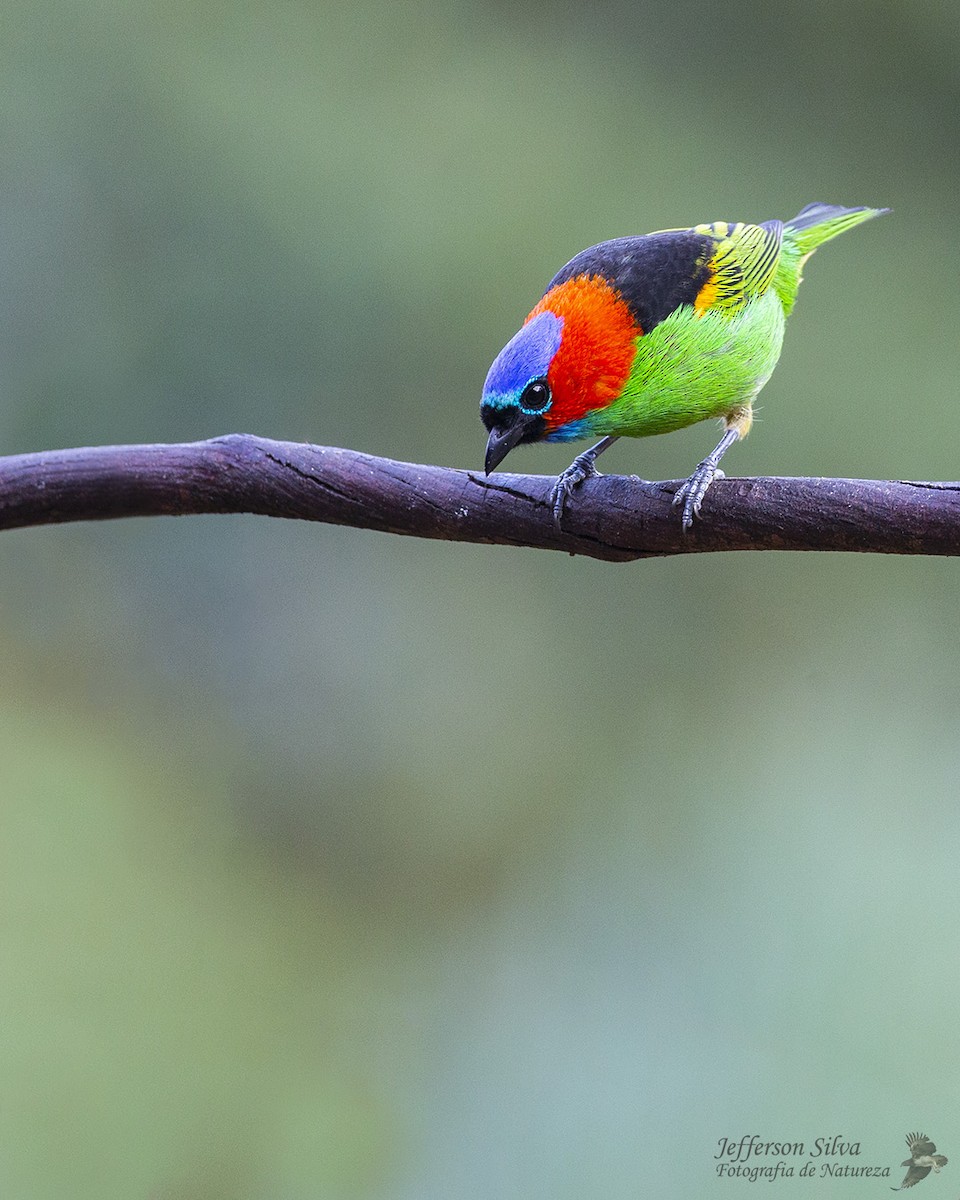 Red-necked Tanager - ML569657581