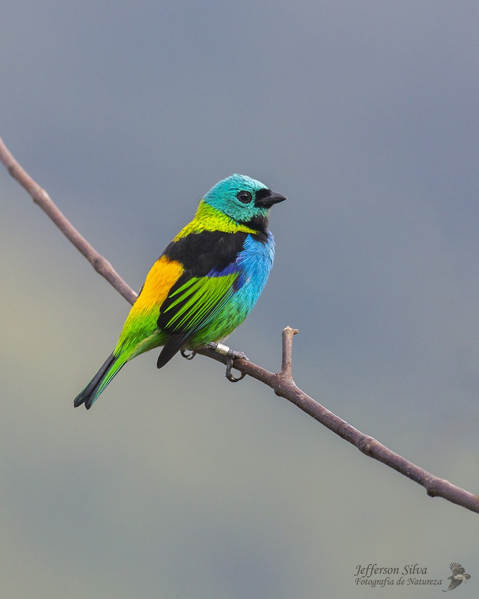 Green-headed Tanager - ML569657601