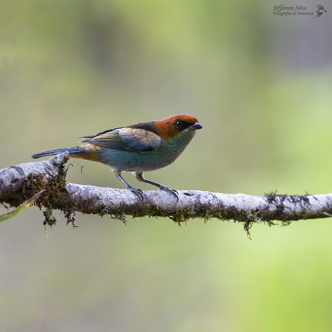 Black-backed Tanager - ML569658121