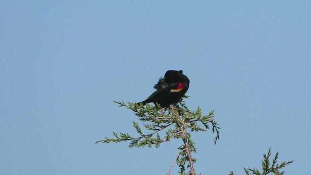 Red-winged Blackbird - ML569665011