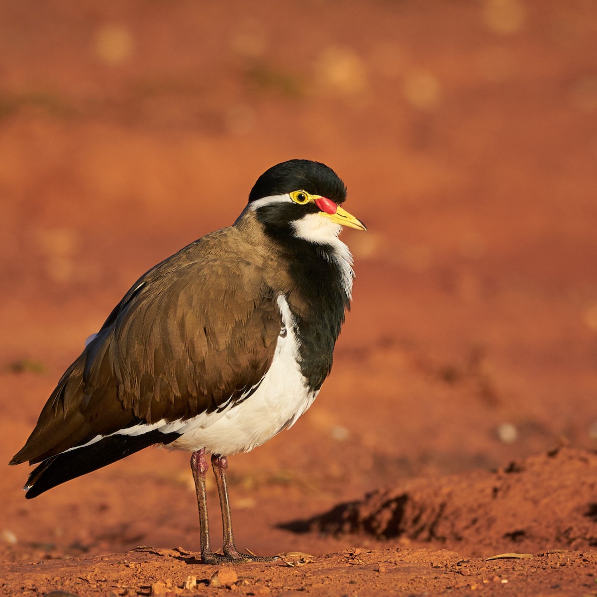 Banded Lapwing - ML569667651