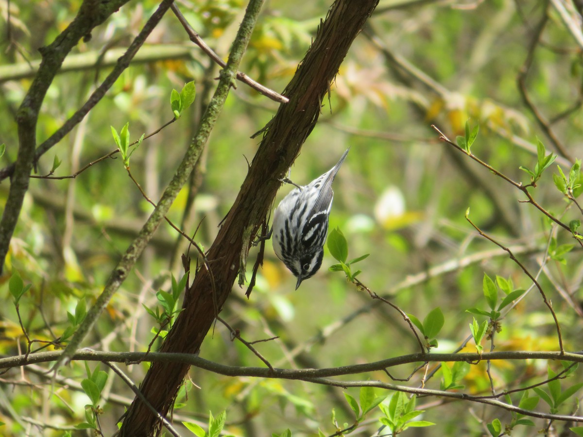 Black-and-white Warbler - ML569669151
