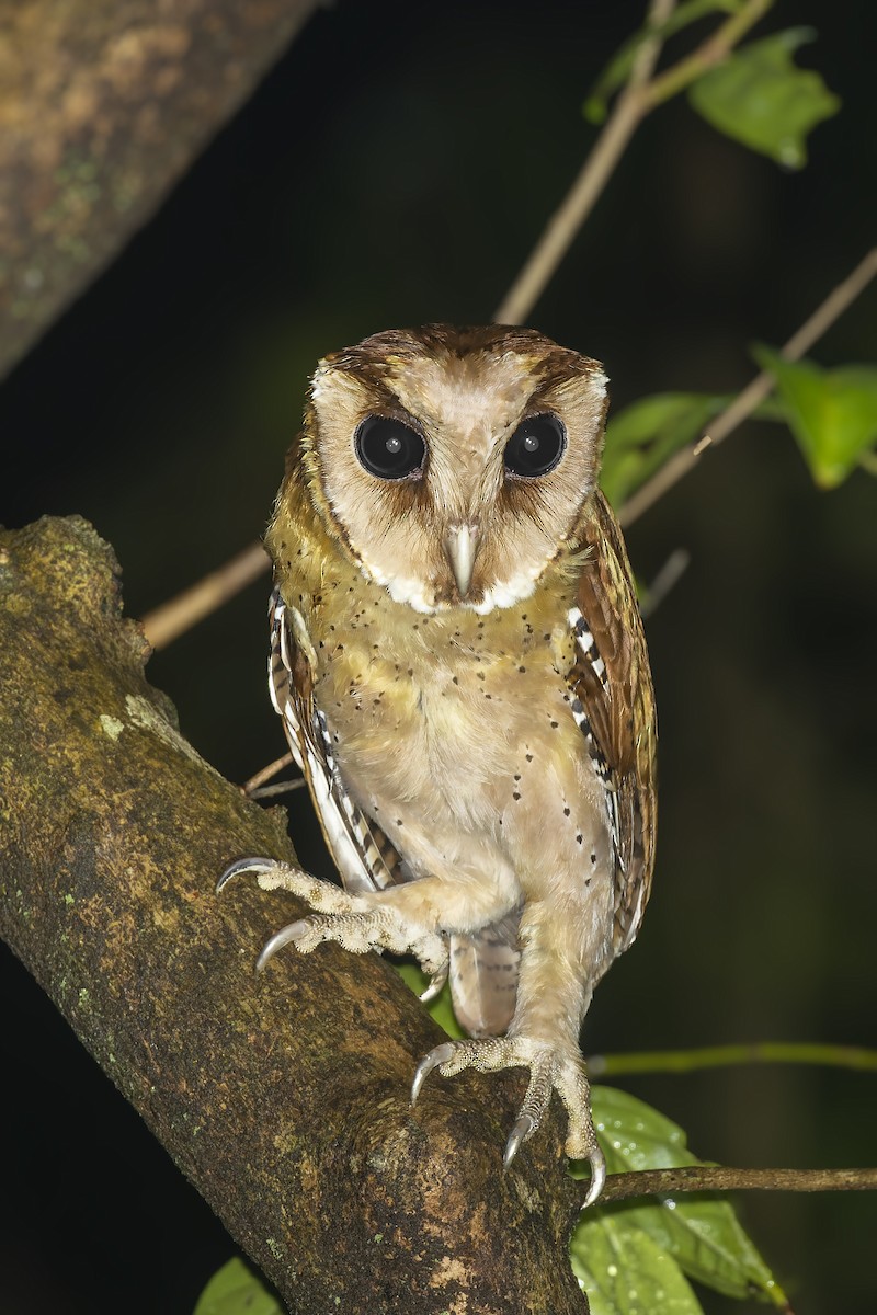 Sri Lanka Bay-Owl - ML569670651