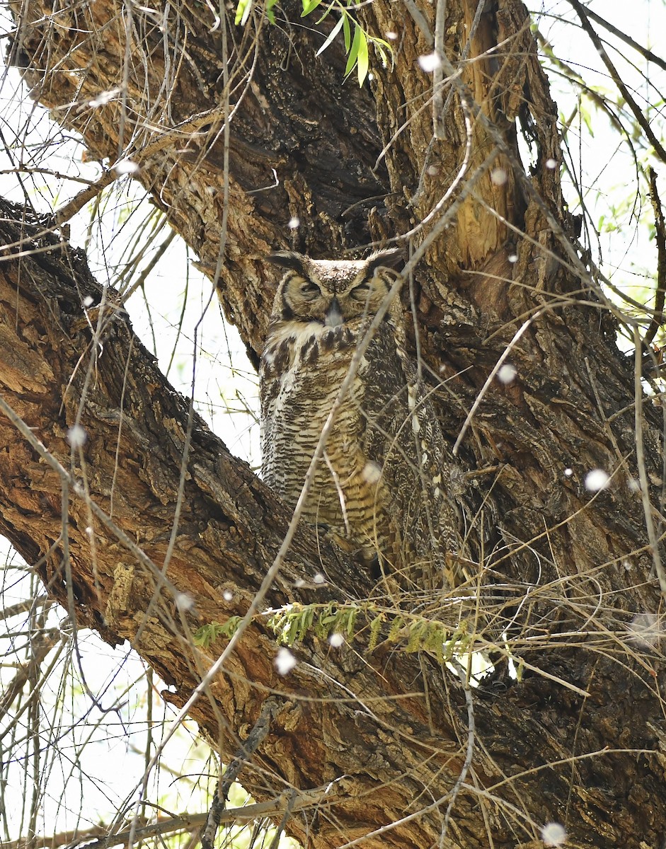 Great Horned Owl - ML569672721