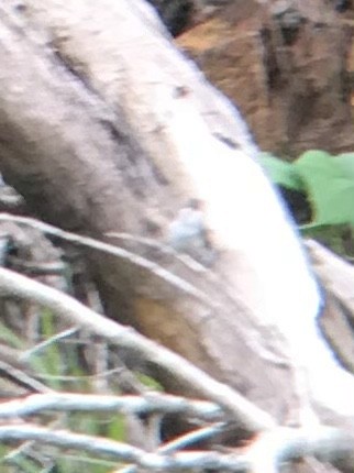 Black-chinned Hummingbird - ML569672941