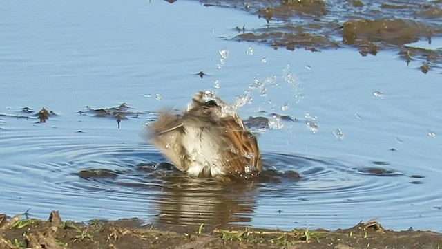 Savannah Sparrow - ML569673181