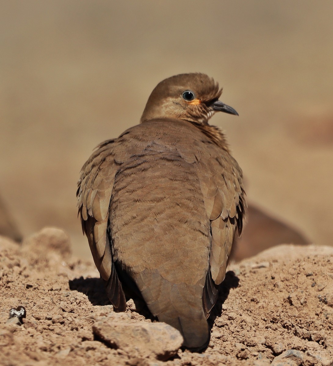 Black-winged Ground Dove - ML569676471