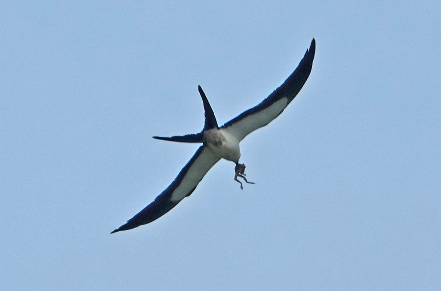 Swallow-tailed Kite - ML569676731