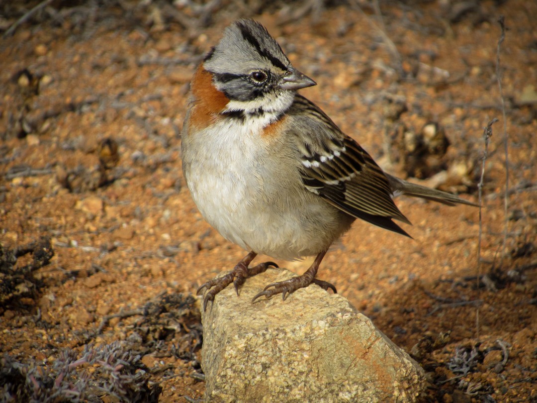Rufous-collared Sparrow - ML569678441