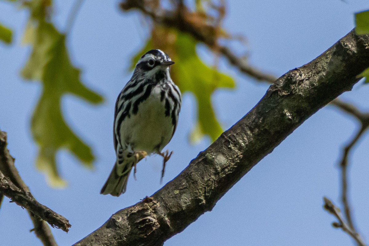 Black-and-white Warbler - ML569679551