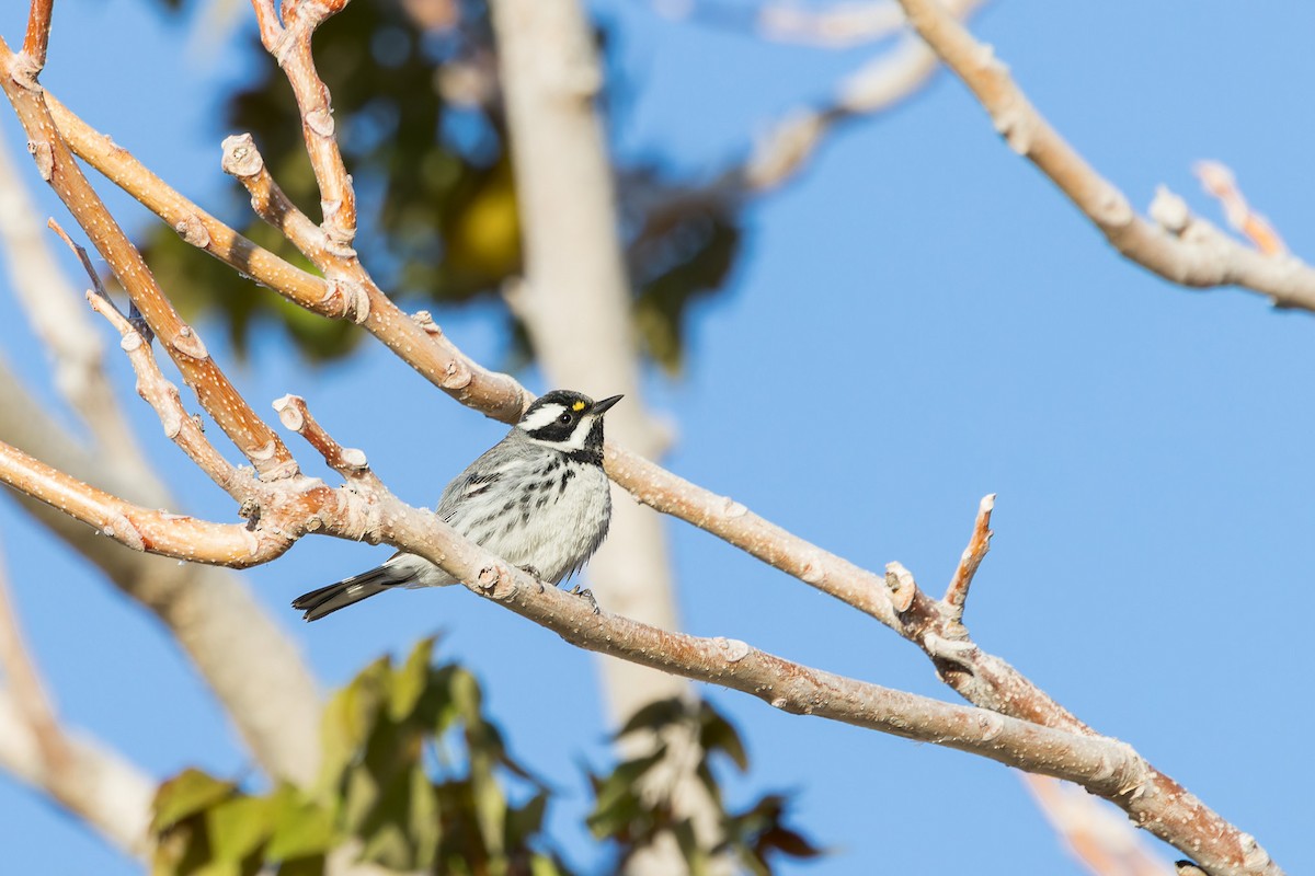 Black-throated Gray Warbler - ML569682231