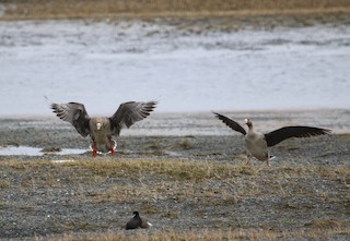 Greater White-fronted Goose, ML56968271