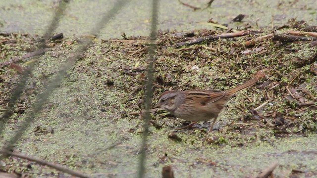 Swamp Sparrow - ML569683441