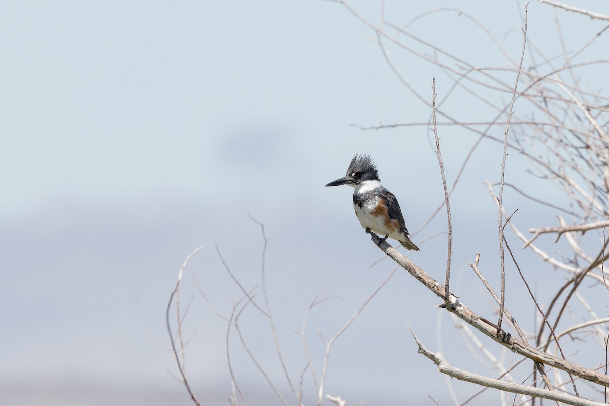 Belted Kingfisher - ML569684891