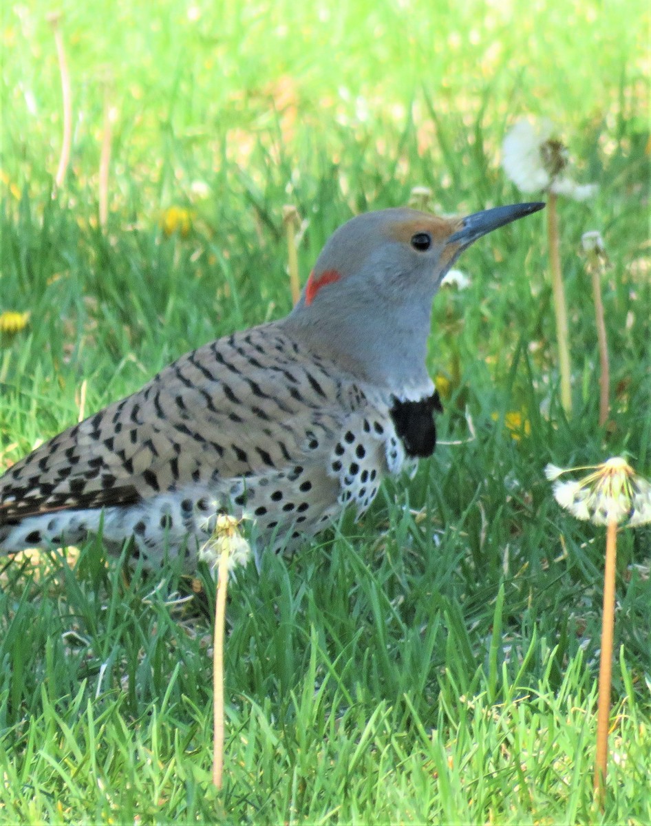 Northern Flicker (Yellow-shafted x Red-shafted) - ML569689501