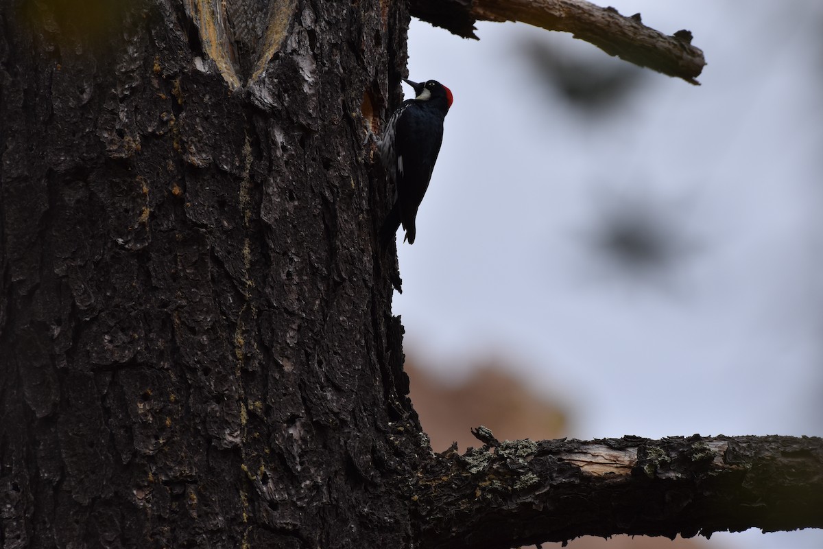 Acorn Woodpecker - ML569690621