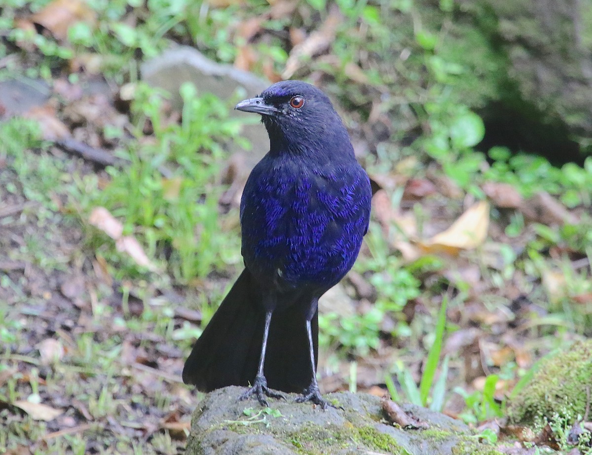 Тайваньская синяя птица - ML56969201