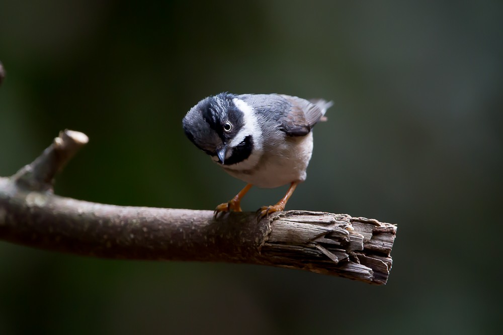 Black-throated Tit (Gray-crowned) - Otto Samwald