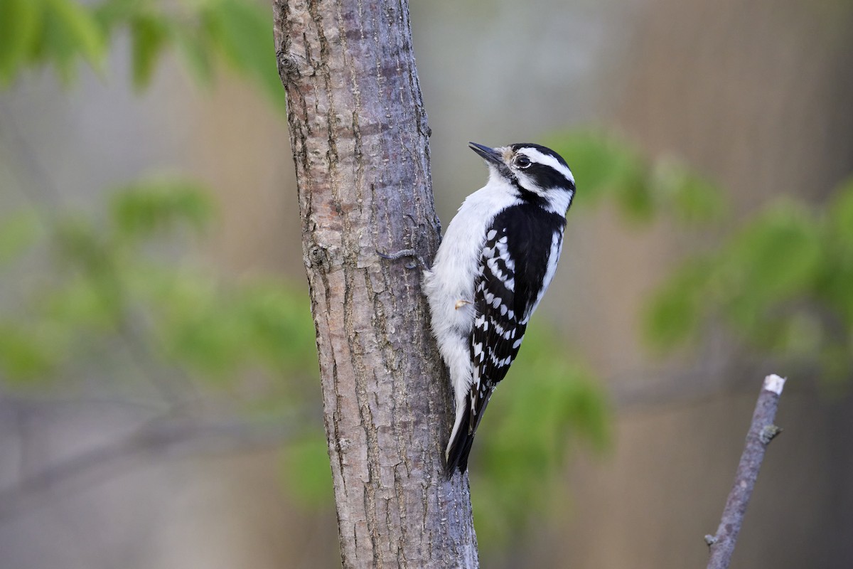Downy Woodpecker - ML569693631