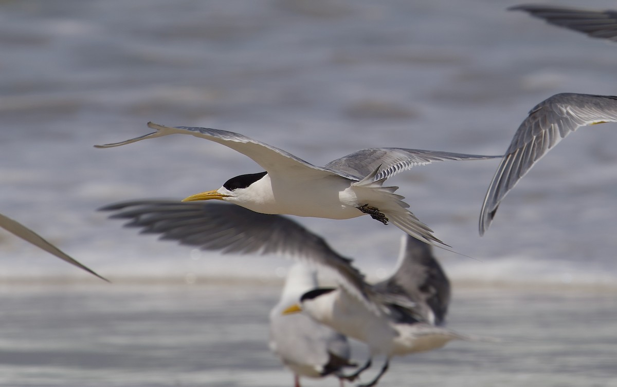 Great Crested Tern - ML569700331