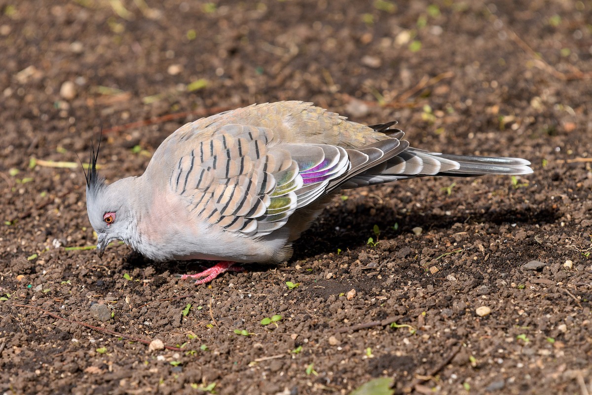 Crested Pigeon - ML569701991