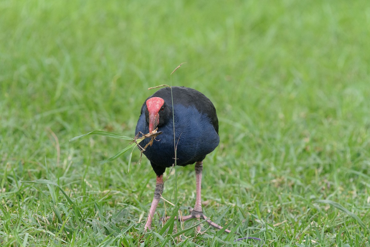 Australasian Swamphen - Richard Smart