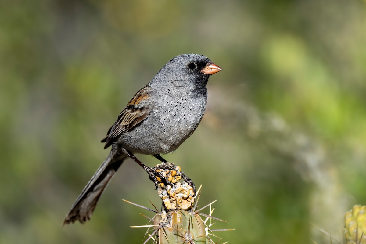 Black-chinned Sparrow - Fernando Ortega