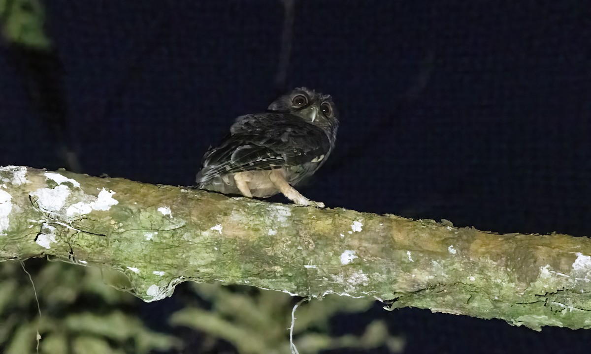 Tawny-bellied Screech-Owl (Tawny-bellied) - ML569708871