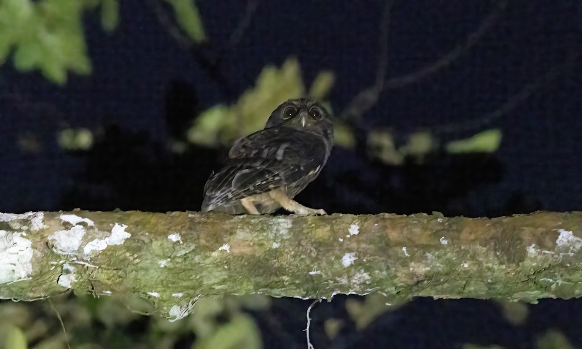 Tawny-bellied Screech-Owl (Tawny-bellied) - Paul Fenwick
