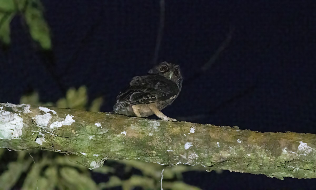 Tawny-bellied Screech-Owl (Tawny-bellied) - ML569708891