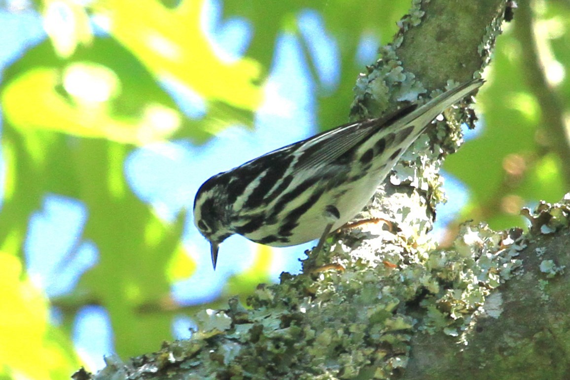 Black-and-white Warbler - ML569709911