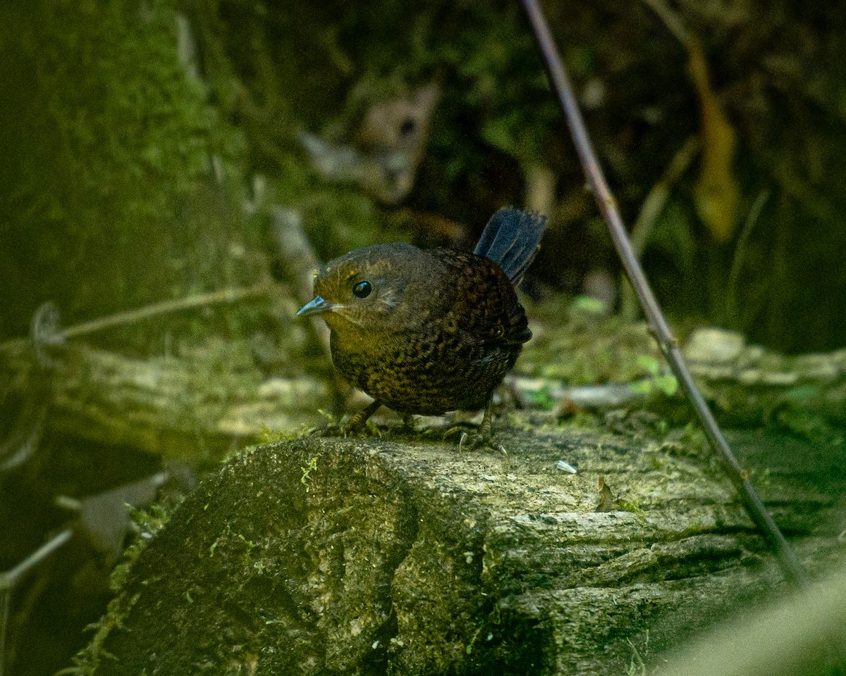 Silvery-fronted Tapaculo - Pablo Rodriguez