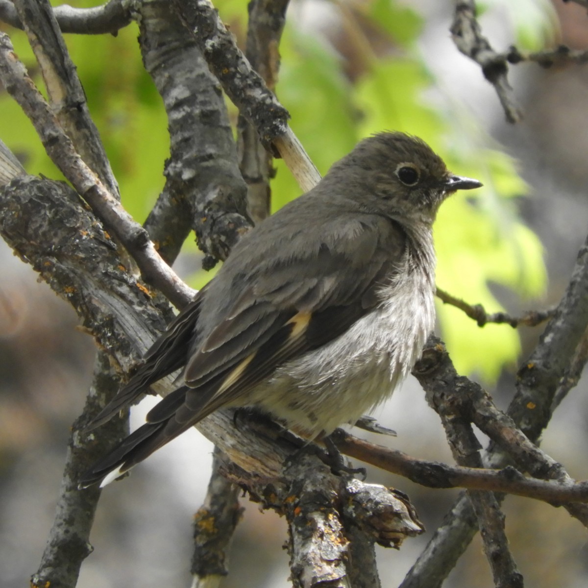 EBird Checklist 8 May 2023 Yosemite NP Hetch Hetchy Reservoir 32   1200