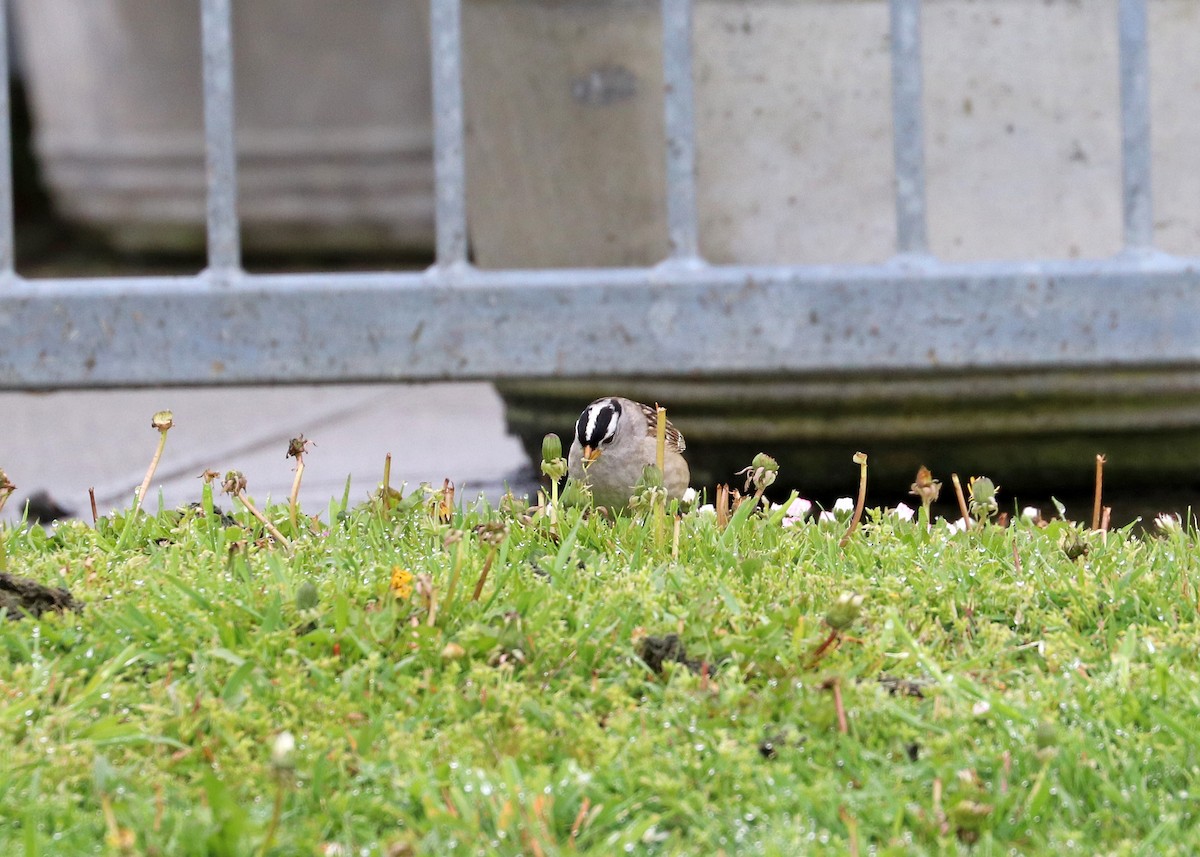 White-crowned Sparrow - ML569718231