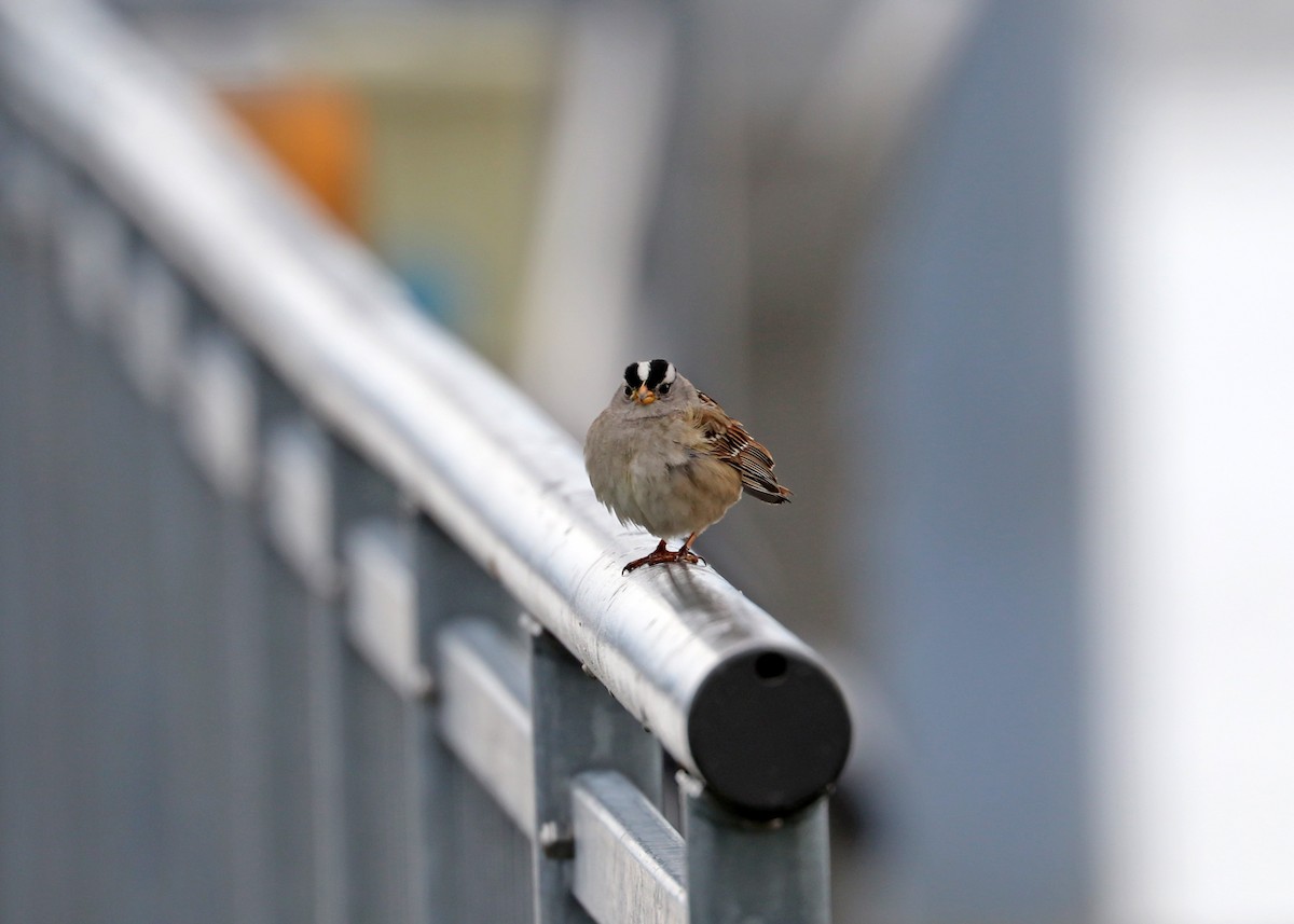 White-crowned Sparrow - ML569718241
