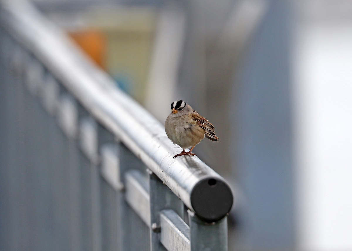White-crowned Sparrow - ML569718251