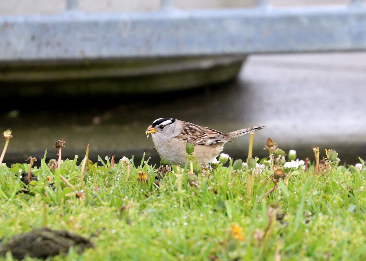 White-crowned Sparrow - ML569718261