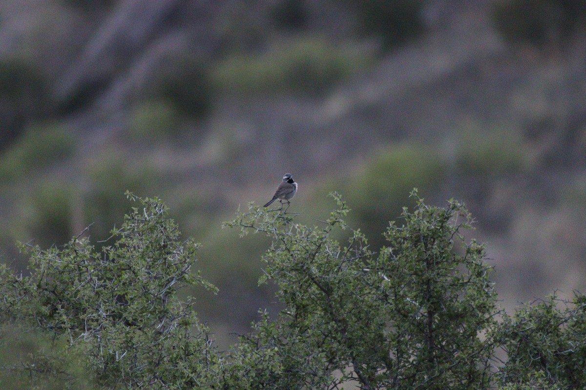 Black-throated Sparrow - ML569719721