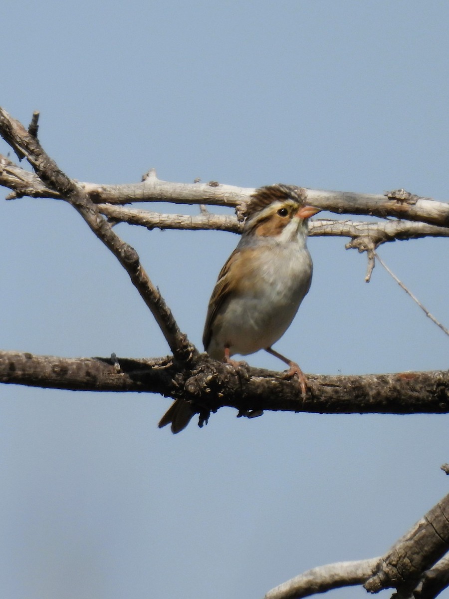 Clay-colored Sparrow - ML569722521