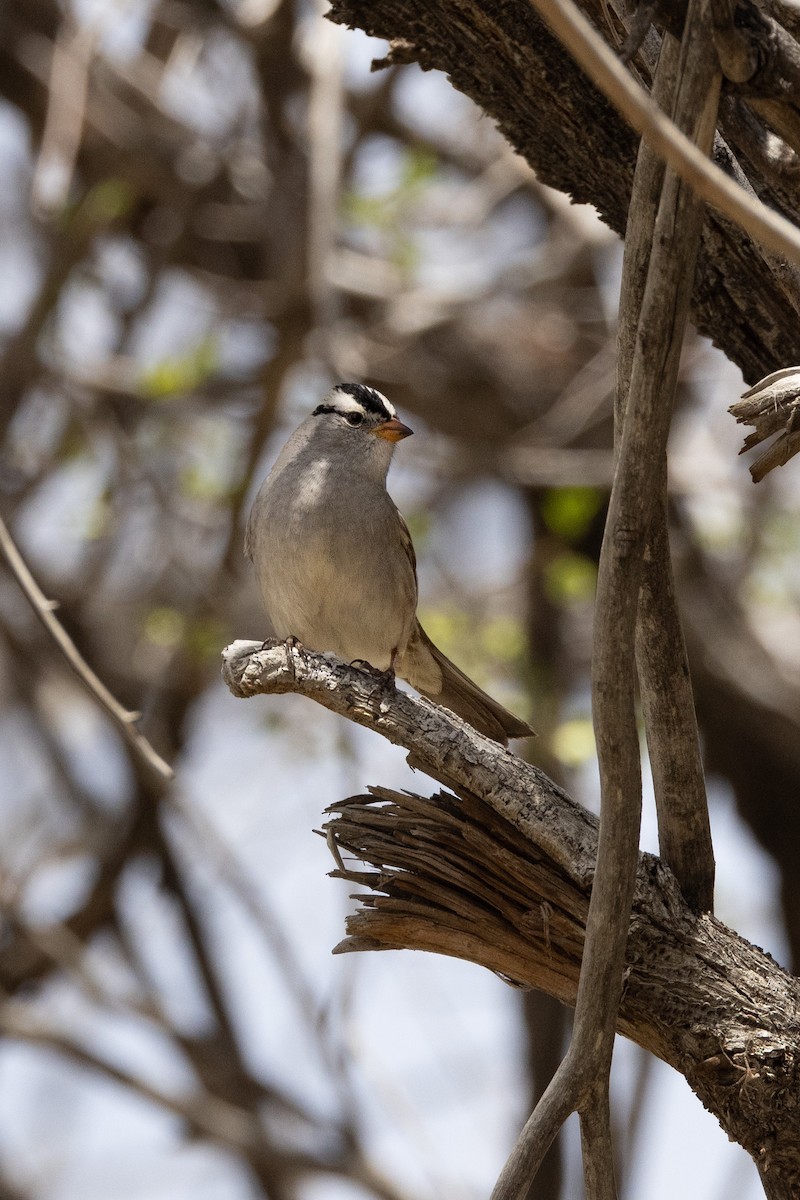 White-crowned Sparrow - ML569723691