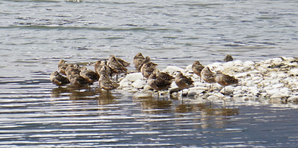 Long-billed Dowitcher - ML569724331