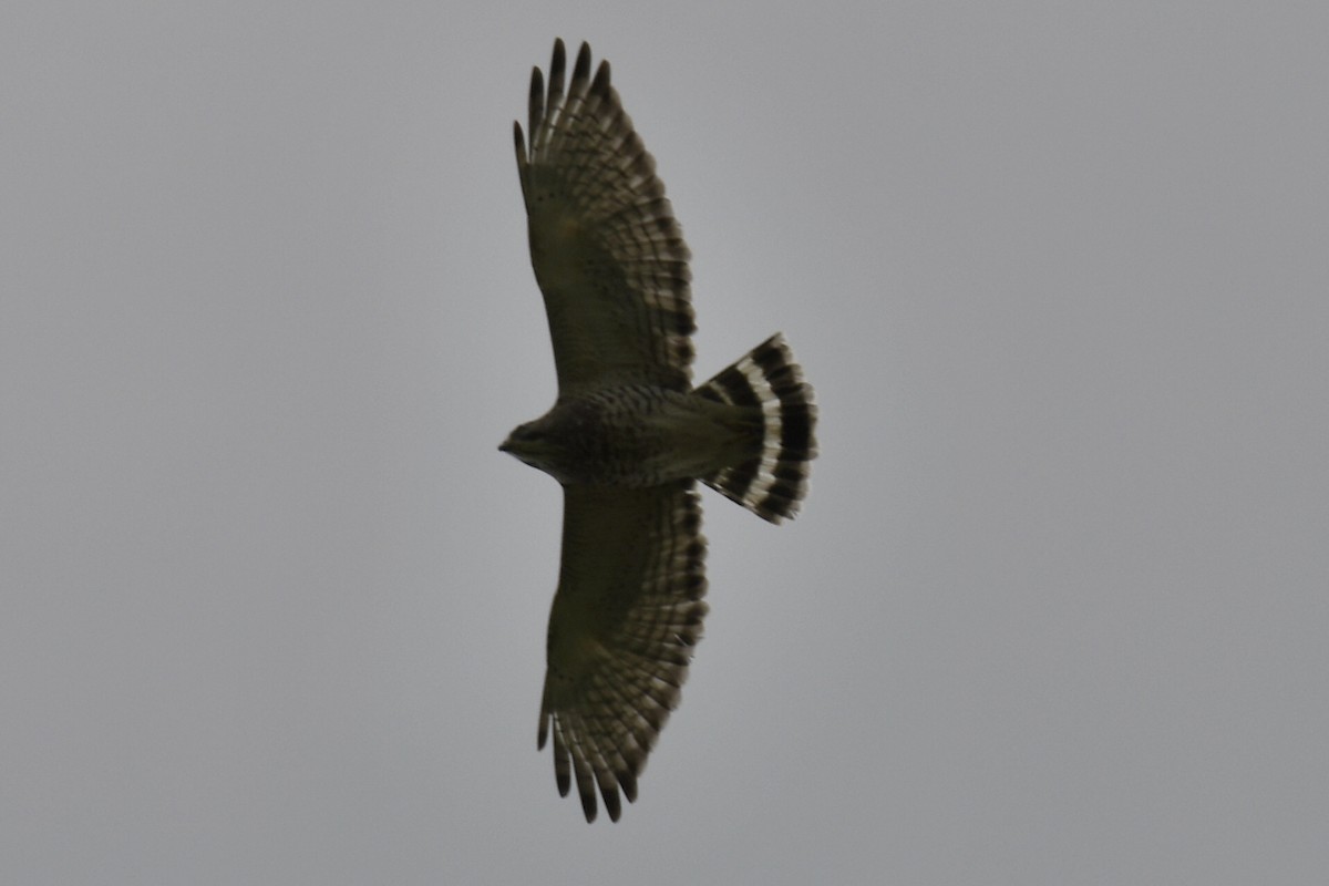 Broad-winged Hawk - ML569725201