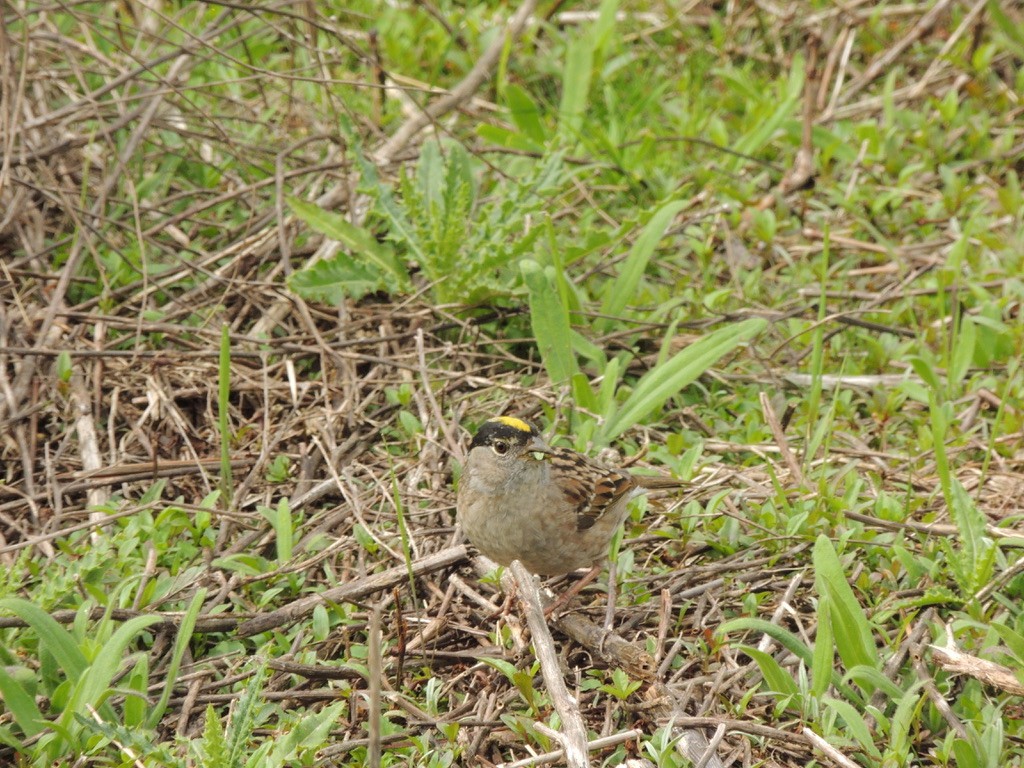 Golden-crowned Sparrow - ML569729121