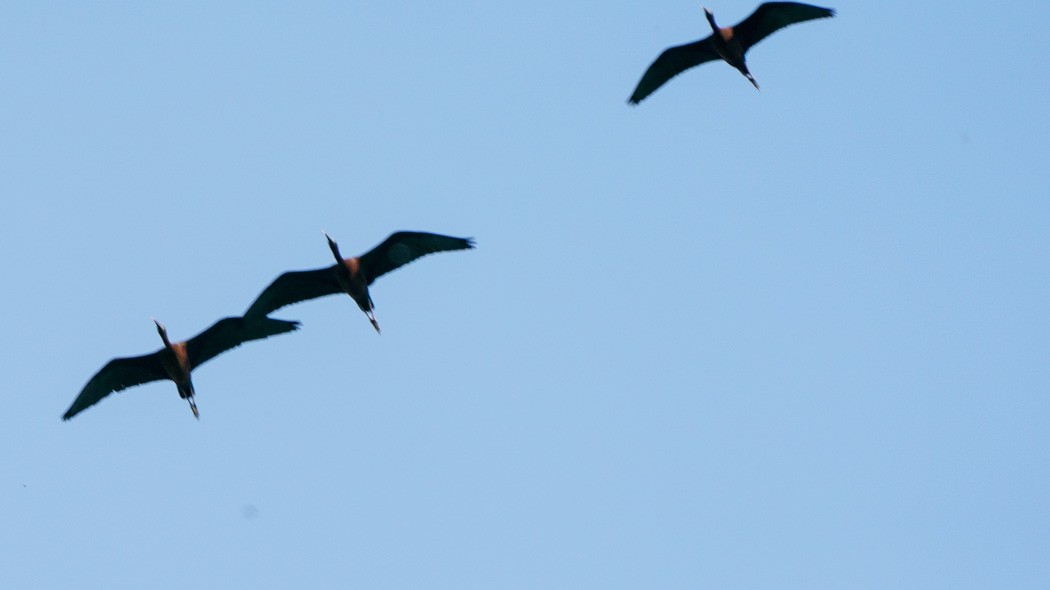 ibis hnědý - ML569731801